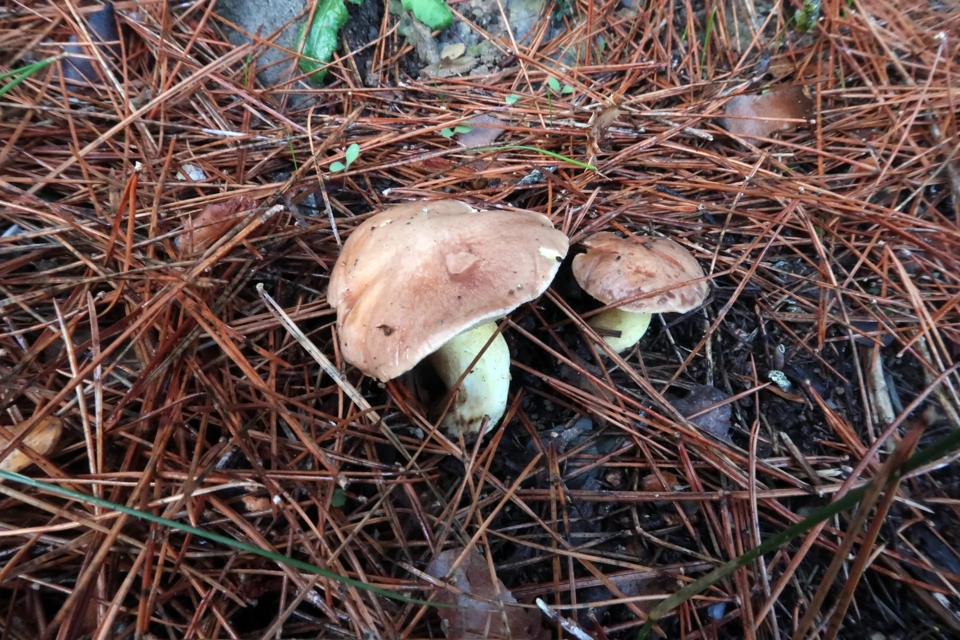 Suillus collinitus - 1 - IMG_4166